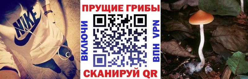 Псилоцибиновые грибы GOLDEN TEACHER  блэк спрут сайт  Октябрьский 